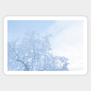 Tree covered in hoarfrost and sky Sticker